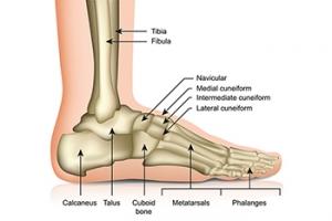 How the Ankle Joint Works